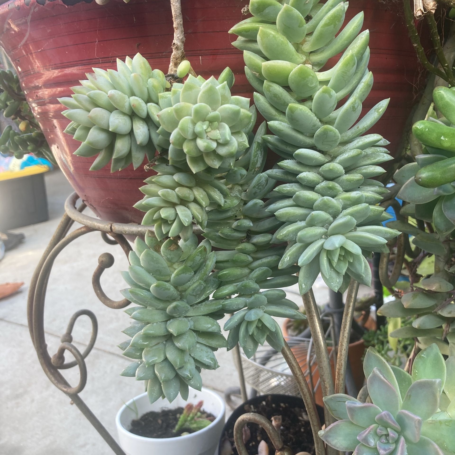 First two pictures are sample. The green pot is actual plant succulent plant.
