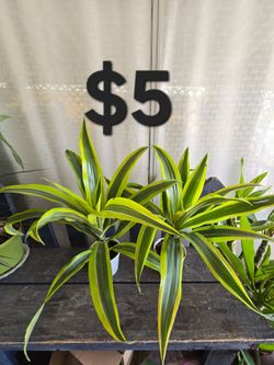 Dracaena