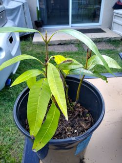 Plants:avocaidos ,mangoes ,oregano