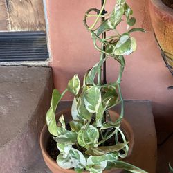 Plant