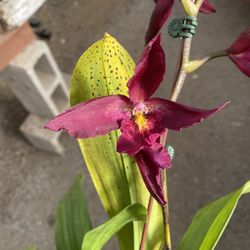 Purple Orchid In Ceramic Pot 