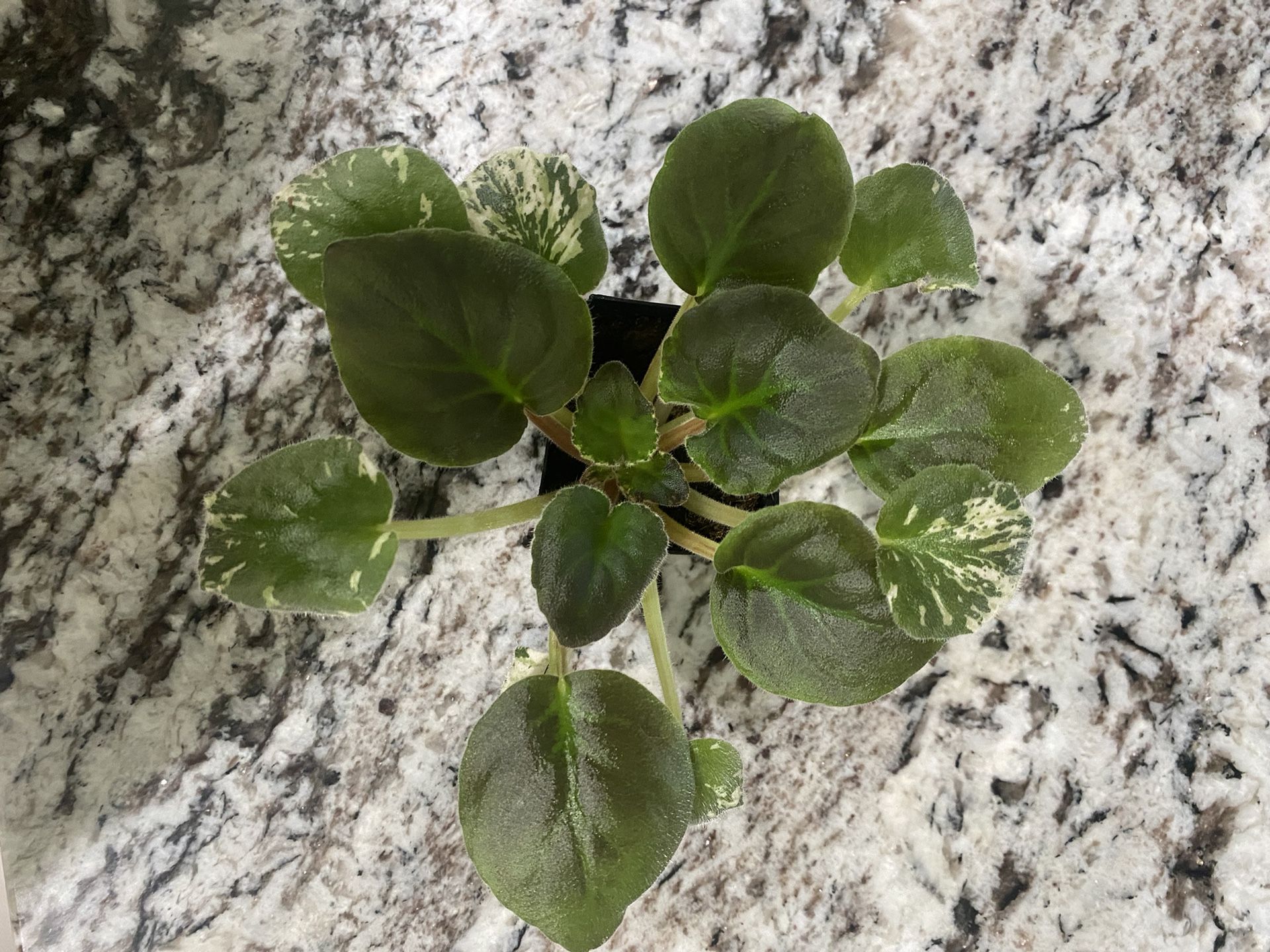 Variegated African Violet
