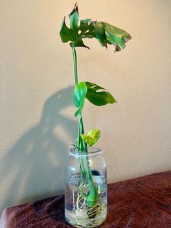 5 leaf rooted Monstera Deliciosa ready for a new home Swiss Cheese (jar not included)