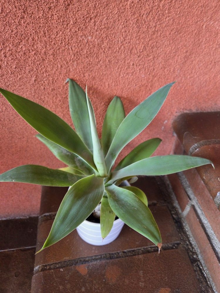 Agave African 