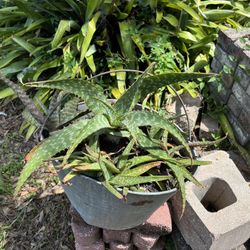Aloe Vera Assortment  25$