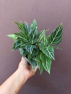 4” aglaonema white vein
