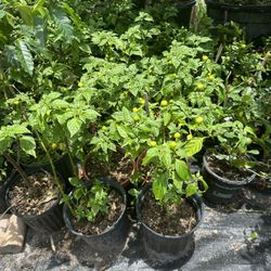 Wiri Wiri Pepper Plant 