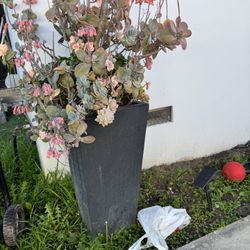 Modern Planter With Succulents 