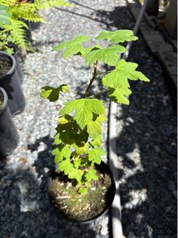 Red currant ornamental / 1.68 quart