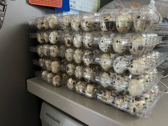 Fresh quail eggs