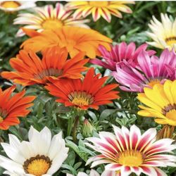 Gazania New Day Mixed In 4" Pots