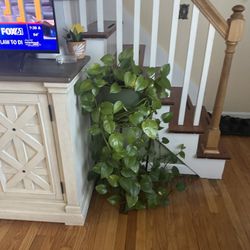 Beautiful Photo Plant 🌱 $40