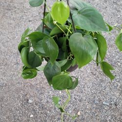 Philodendron Heartleaf Plant 6" Pot 