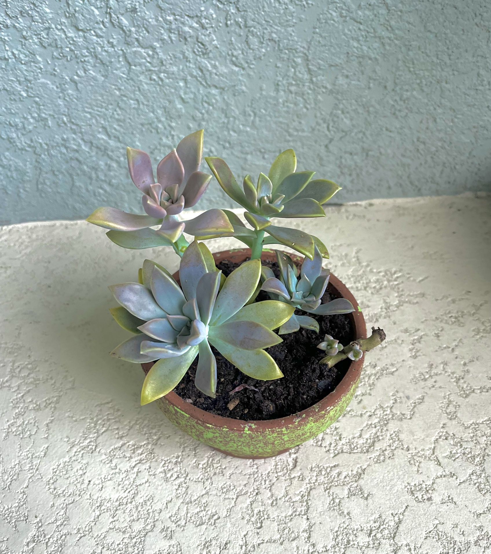 Graptopetalum Paraguayense Plant