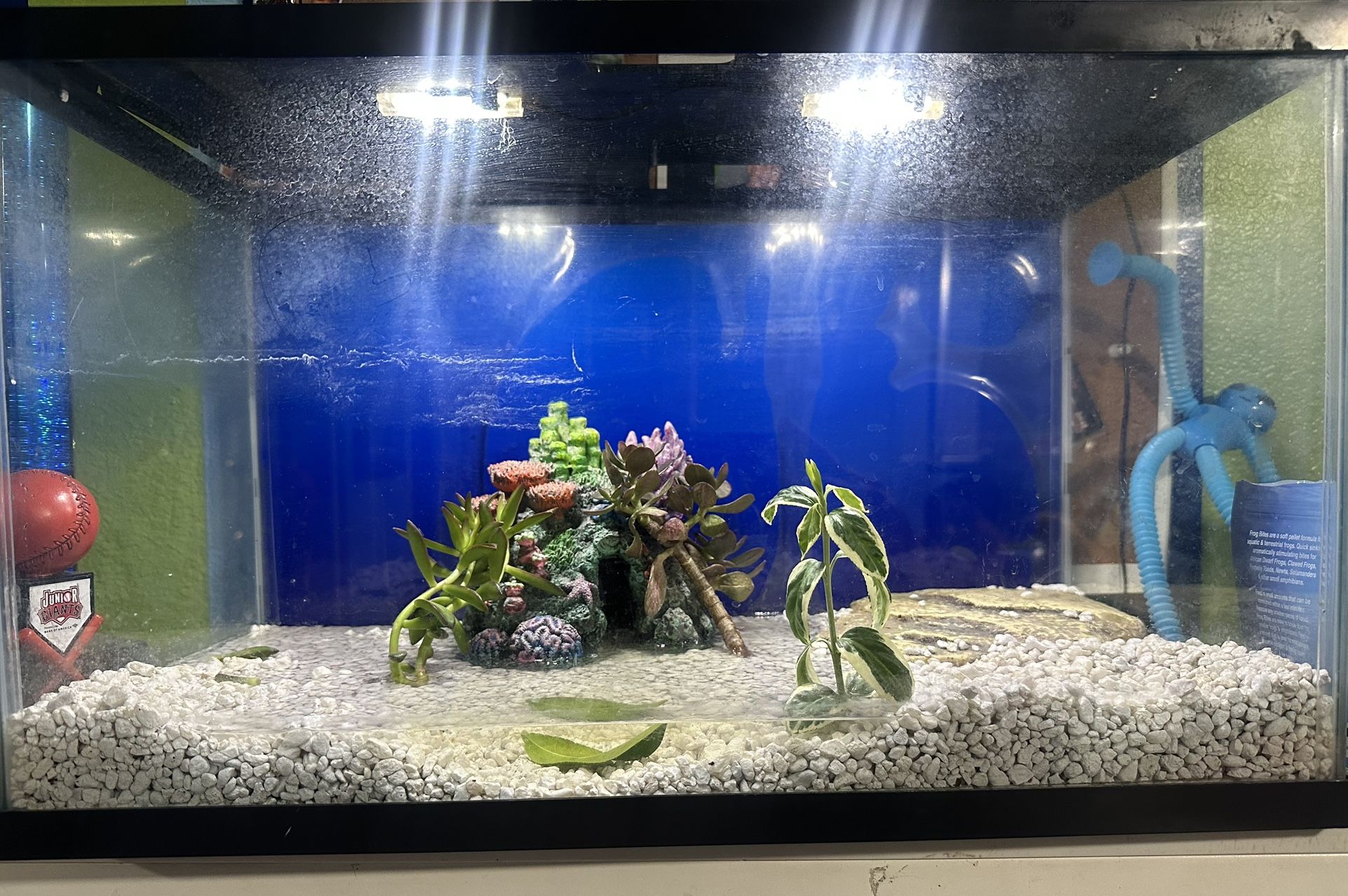 Medium Fish Tank