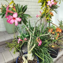 Deser Roos Bonsay Tayp,