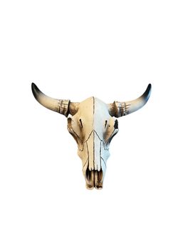 Small Bull Skull