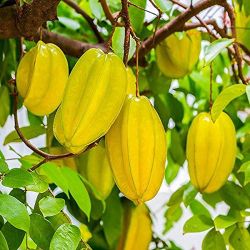 Star Fruit Tree.