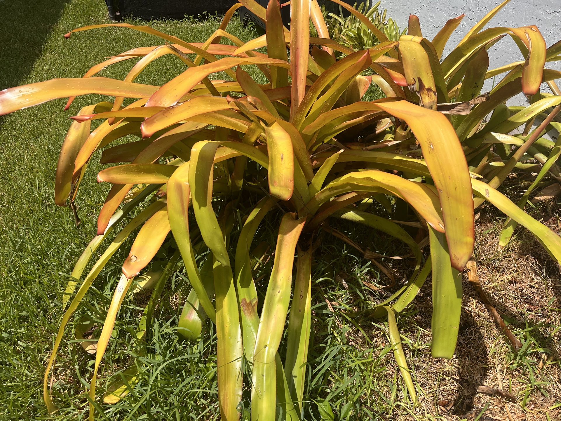 Bromeliads. $5-$10
