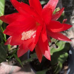 Epiphylum