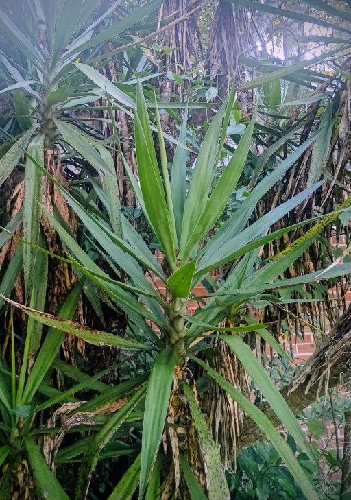 Yucca Plant