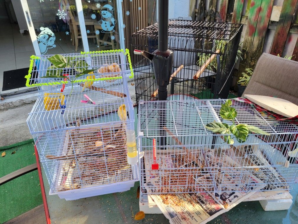 Canaries Bird Cages