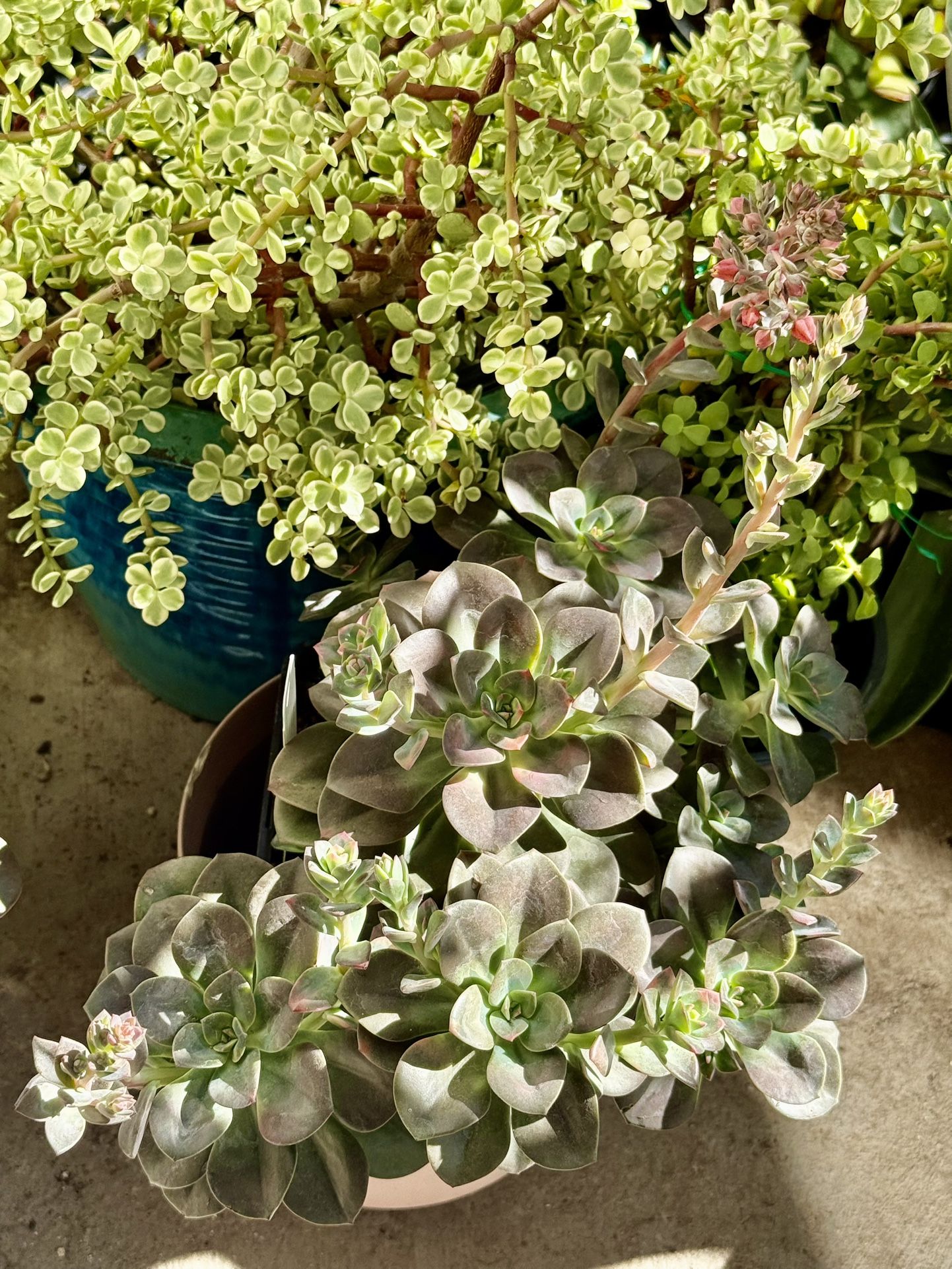 ♥️Echeveria 'Chroma' rosettes have unbelievably Beautiful Succulent