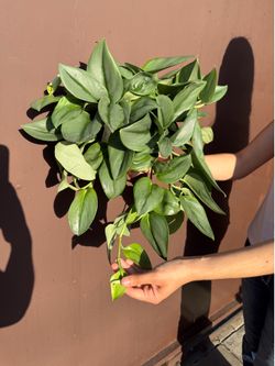 6” Scindapsus moonlight
