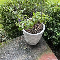 Flower Pot 