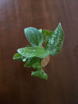 Live Plant with roots silver ann