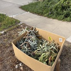 Free Succulents Address In Description