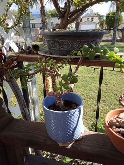Jade Plant Bonsai in Blue Ceramic Pot small  bonsai  10 each