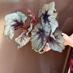 6” begonia rex