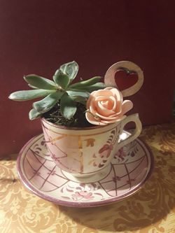 Tea cup succulents