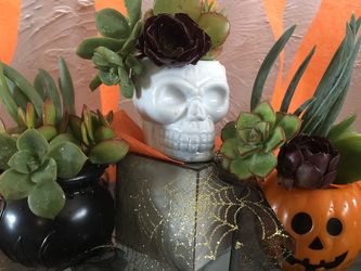Three Live Succulents Halloween Planters ( Small)