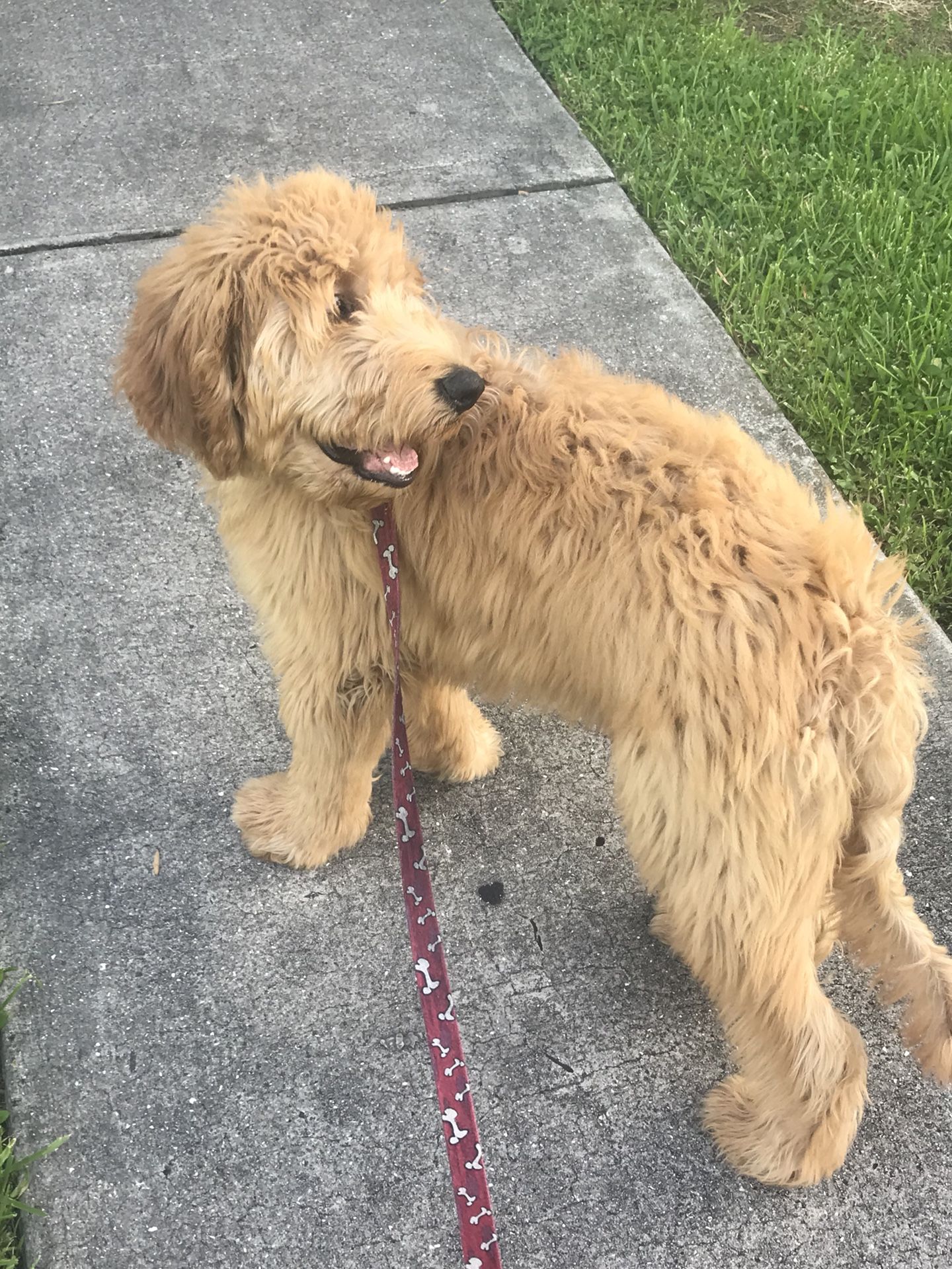 Male Goldendoodle