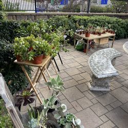 Selling My Whole Garden ‼️🪴🌵