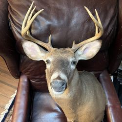 Whitetail 8-point Buck Shoulder Mount Illinois 