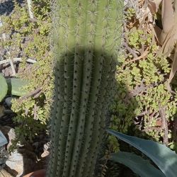 4 Foot Saguaro Cactus