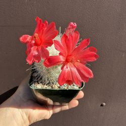 Blooming Cactus In 4” Pot 