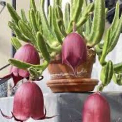 Stapelia 