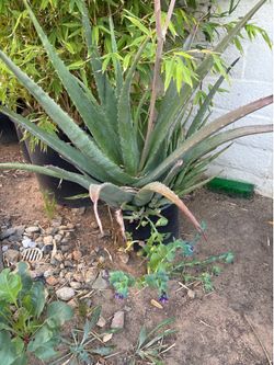 Large Aloe
