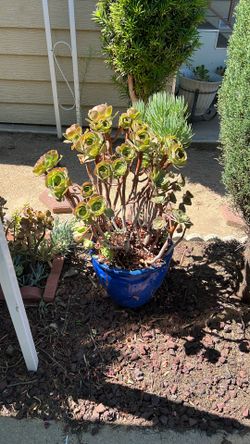 Succulents In Ceramic Pot 2