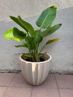 Bird of paradise.