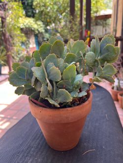 Lavender scallops succulent/ plant