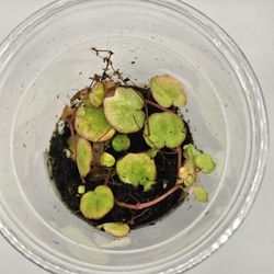 Begonia Lichenora