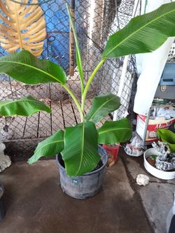 Fruit bearing Banana Tree