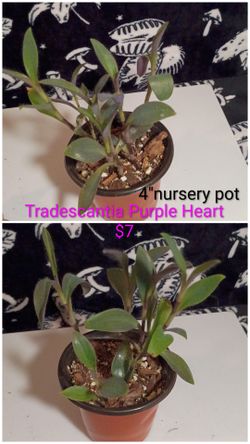 Tradescantia purple heart