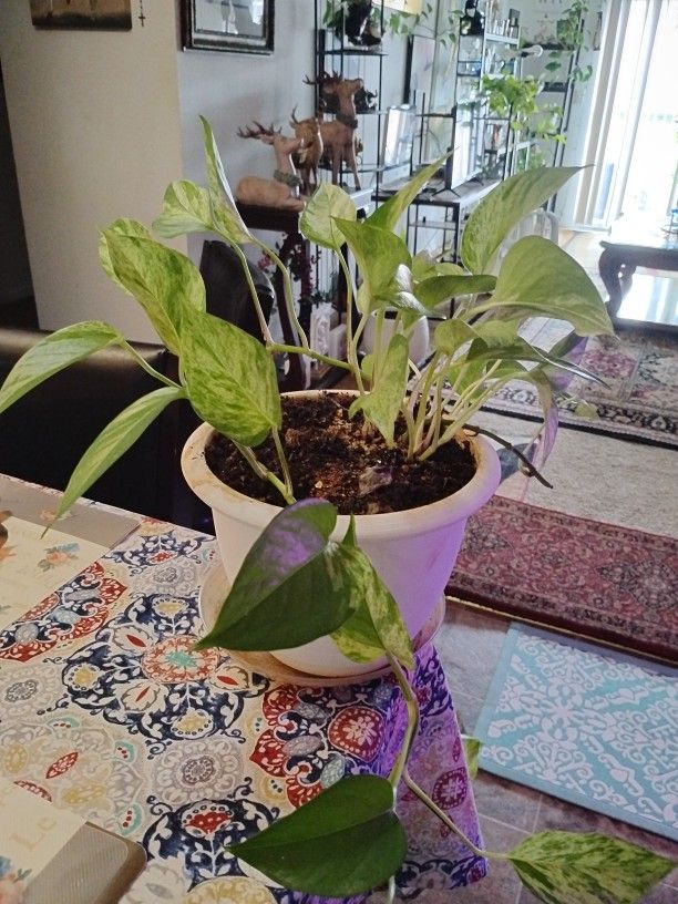 Plant