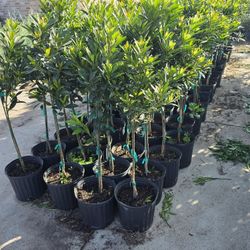 Japanese Blueberry Tree 3gallones 4ft Tall 